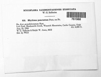 Rhytisma punctatum image